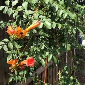 Meet your Posher, Sandra